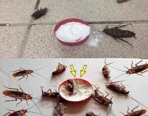 Eliminar Baratas e Formigas: 5 Dicas Caseiras e Eficazes